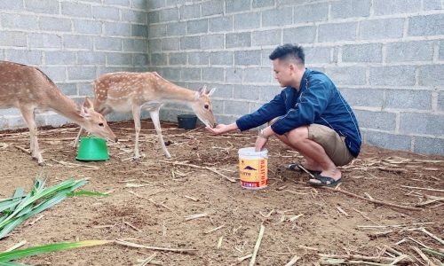 Chia Sẻ Của Chàng Trai Bỏ Đại Học Về Quê Làm Chăn Nuôi – Thu Nhập Hơn Nữa Tỷ Trong Năm