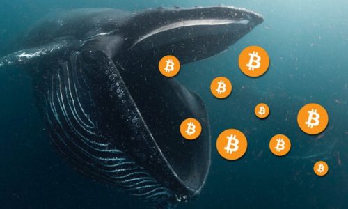 Số lượng ‘cá voi bitcoin’ vừa sụt giảm xuống mức thấp đáng kể