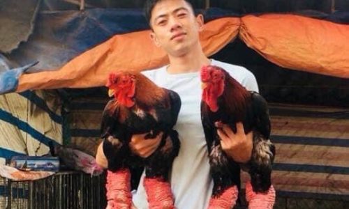 “Tấm gương nam doanh nhân đam mê bảo tồn giống gà Đông Tảo – Thanh Tuyền”